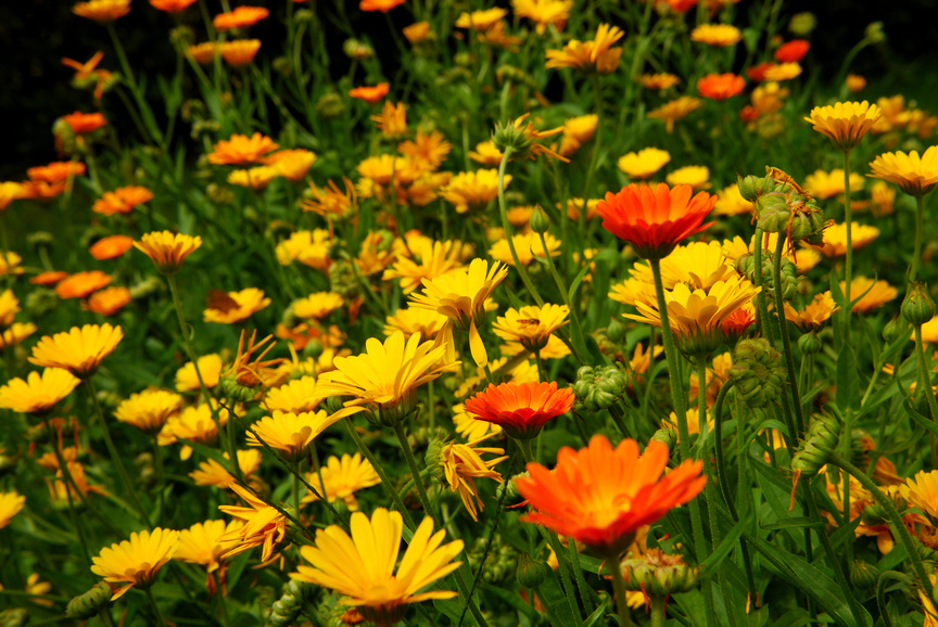 spagyrik in der naturheilkunde naturheilpraxis Ute Kepper heilpraktikerin ennepetal milspe